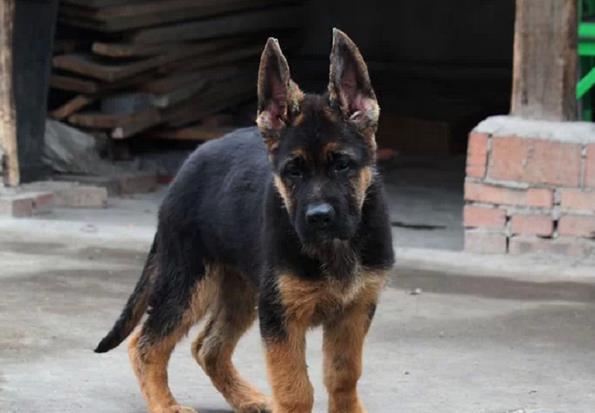 莆田宠物狗犬舍德牧犬卖狗买狗在哪有狗市场