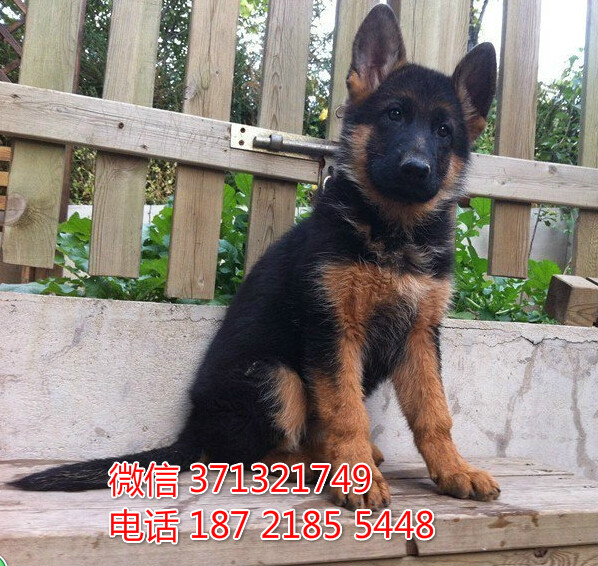犬舍出售德牧犬纯种幼犬 上海狗场繁殖德国牧