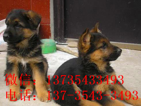 西安宠物狗狗犬舍出售纯种德牧幼犬狗市场在哪 大型犬好不好养