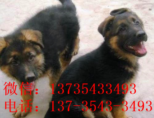 北京宠物狗狗出售纯种德牧幼犬领养犬舍