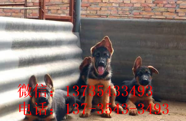 厦门宠物狗狗犬舍出售纯种德牧幼犬狗市场在哪 大型犬好不好养