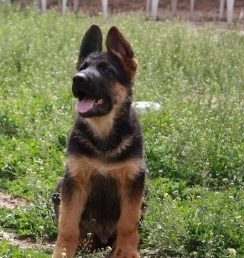 南京犬舍出售德牧幼犬 狗市在哪买狗 哪里有卖