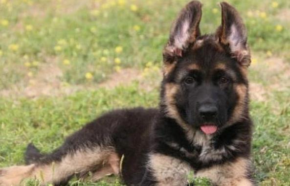 厦门宠物狗狗领养德牧犬狗市场在哪里有买狗卖狗