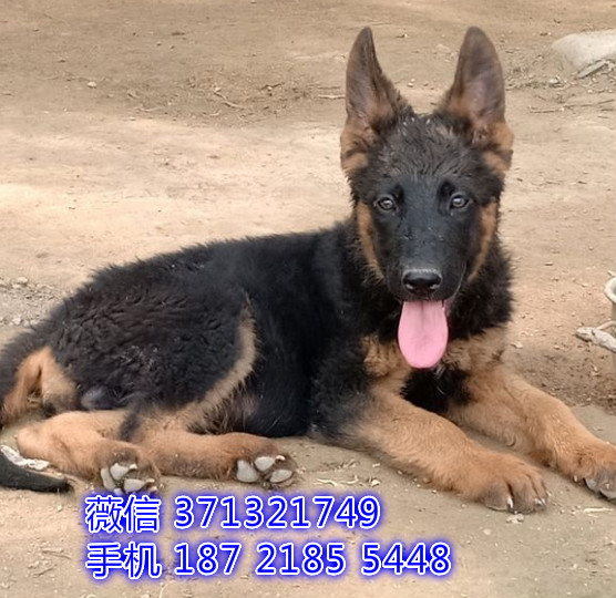 ?？谌?德牧犬出售纯种幼犬 ?？诒镜靥丶劭? width=80px height=80px /></div><div   id=