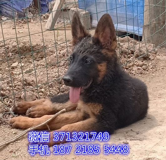 ?？谌?德牧犬出售纯种幼犬 海口本地特价可以上门选