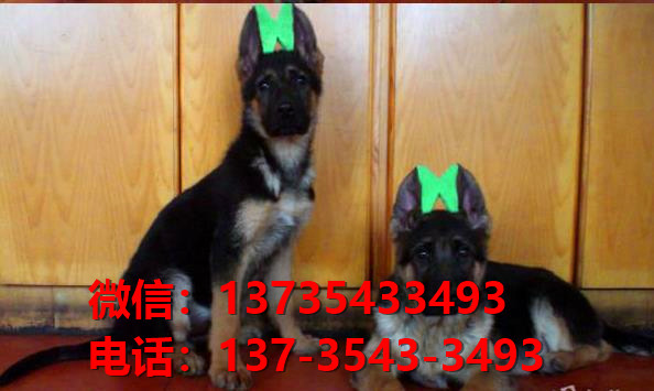 西安宠物狗犬舍转让纯种德牧幼犬 网上买狗卖狗信息哪里有领养