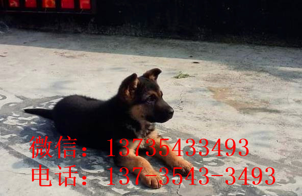 南昌宠物狗狗出售纯种德牧幼犬领养犬舍