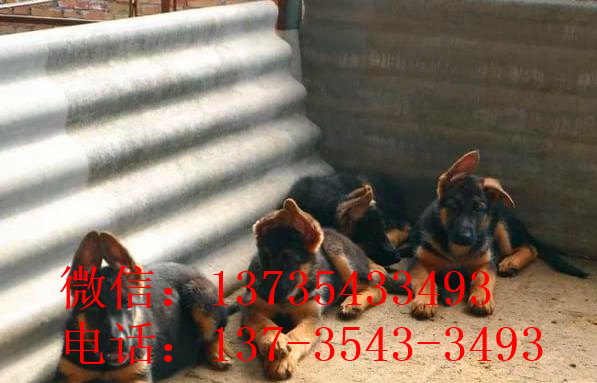 上海宠物狗狗出售纯种德牧幼犬领养犬舍