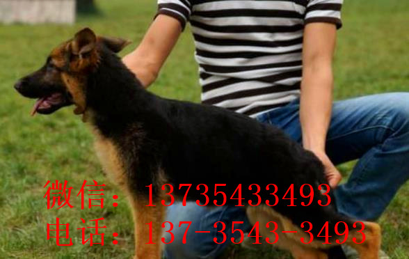 长沙宠物狗狗领养德牧犬狗市场在哪里有买狗卖狗