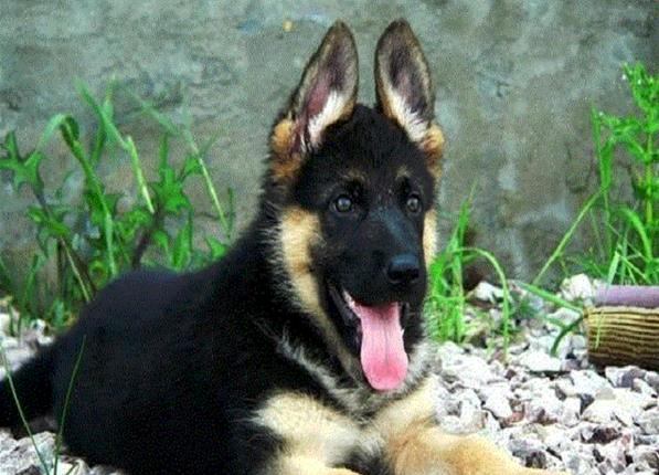 沈阳犬舍出售德牧幼犬 狗市在哪买狗 哪里有卖