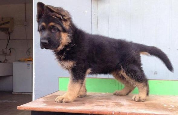 苏州犬舍出售德牧幼犬 狗市在哪买狗 哪里有卖