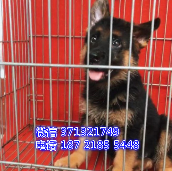 德牧出售一窝了呢很聪明健康短毛 苏州犬舍出售