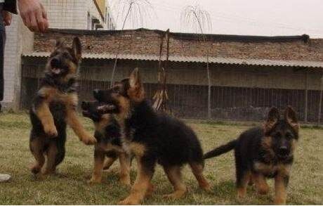 绿春卖德牧绿春哪里买纯种德牧