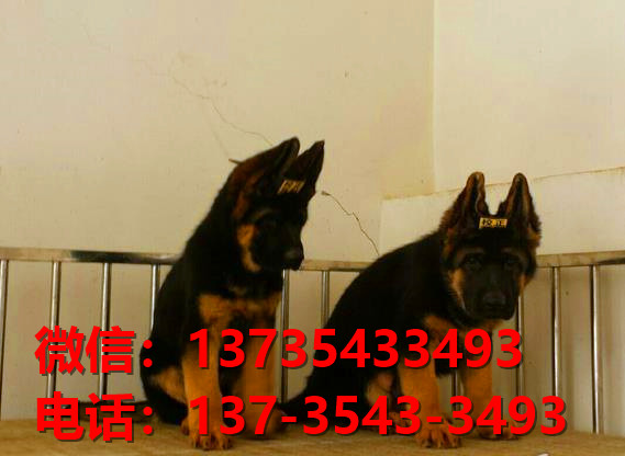 西双版纳宠物狗犬舍 出售纯种德牧幼犬 宠物狗网站哪里有卖狗买狗领养