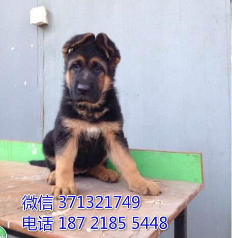 杭州犬舍德国木有犬出售，家养的一窝 德牧犬狗