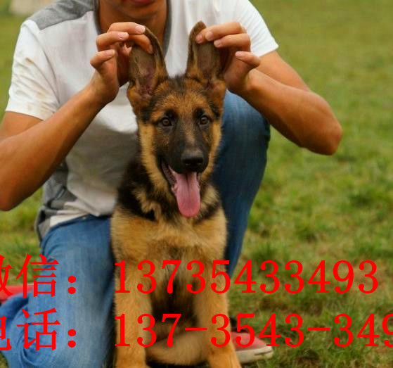 济南宠物狗狗犬舍出售纯种德牧幼犬狗市场在哪 大型犬好不好养