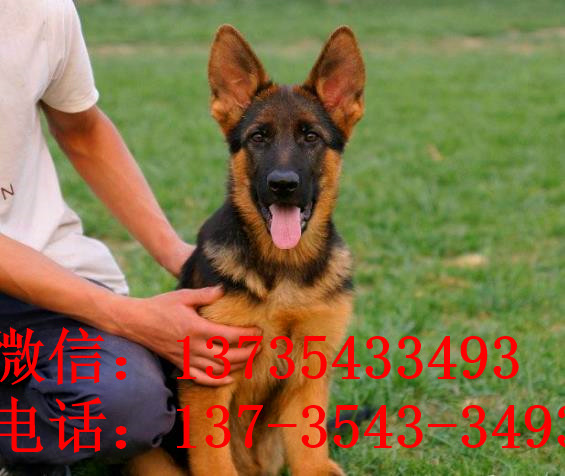 杭州宠物狗狗领养德牧犬狗市场在哪里有买狗卖狗