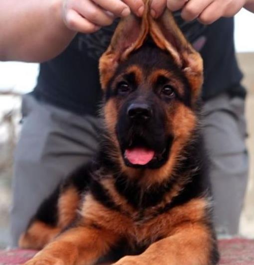 上海犬舍出售德牧幼犬 狗市在哪买狗 哪里有卖