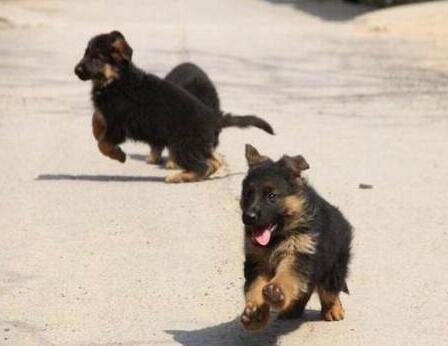 红河州个旧卖德牧狗场常年卖德国牧羊犬