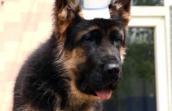 长沙宠物狗狗犬舍出售纯种德牧幼犬狗市场在哪