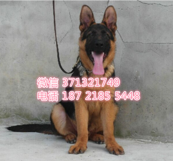 德牧出售一窝了呢很聪明健康短毛 厦门犬舍出