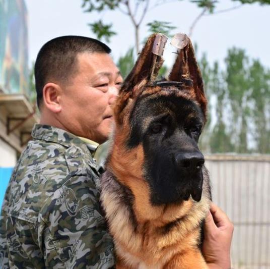 红河宠物狗犬舍 出售纯种德牧幼犬 宠物狗网站