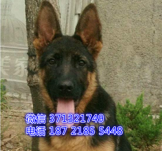 深圳狗场 德牧犬出售纯种 深圳特价宠物狗狗专卖