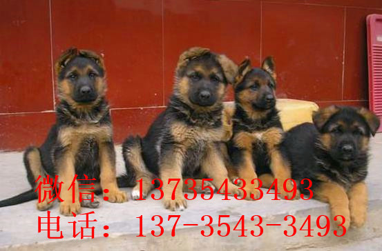 南昌宠物狗狗出售纯种德牧幼犬领养犬舍