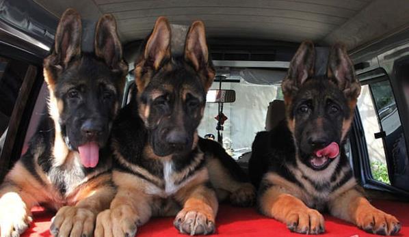 德宏宠物狗犬舍 出售纯种德牧幼犬 宠物狗网站