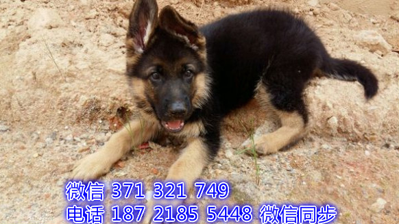 福州特价 德牧犬出售纯种幼犬 福州宠物狗狗犬舍