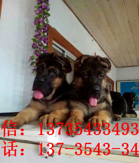 南昌宠物狗狗出售纯种德牧幼犬领养犬舍