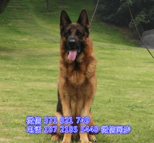 厦门特价 德牧犬出售纯种幼犬 厦门犬舍宠物狗