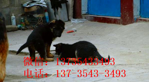 济南宠物狗狗犬舍出售纯种德牧幼犬狗市场在哪 大型犬好不好养