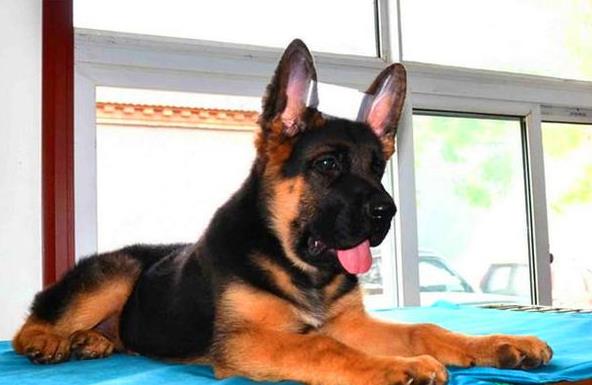 深圳宠物狗狗犬舍出售纯种德牧幼犬狗市场在哪