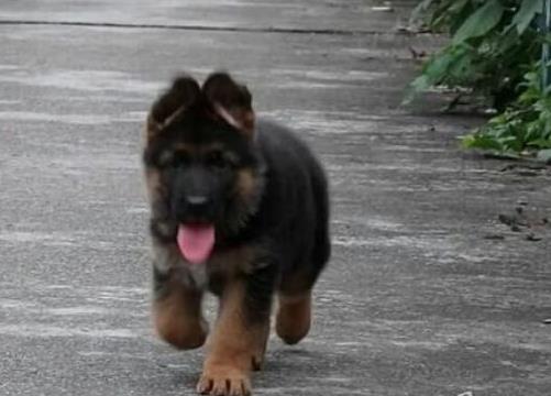 内蒙古宠物狗狗出售纯种德牧幼犬领养犬舍