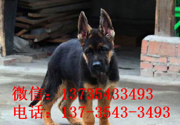 深圳宠物狗狗犬舍出售纯种德牧幼犬狗市场在哪 大型犬好不好养