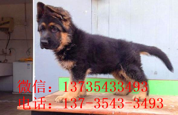 杭州宠物狗狗出售纯种德牧幼犬领养犬舍