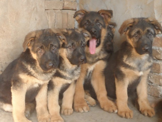 蒙自哪里买卖纯种德牧犬蒙自狗场出售德国牧羊