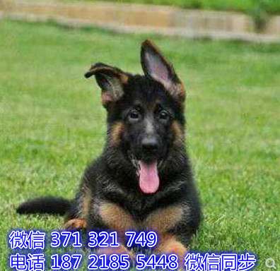 苏州全国发货 犬舍繁殖 德牧犬出售纯种幼犬 包售后鹤