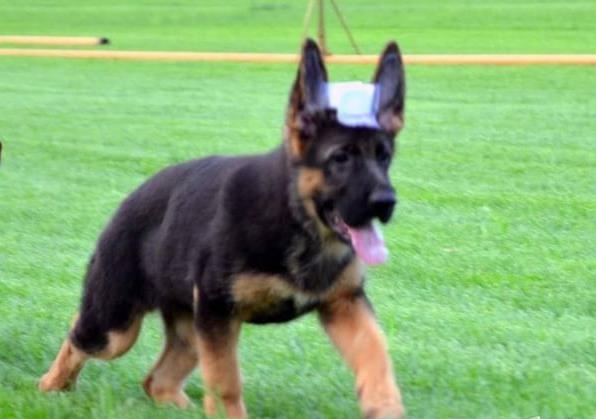 正宗德牧幼犬领养西安犬舍宠物狗市场在哪里买