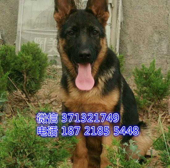 福州狗狗德牧犬出售纯种幼犬 福州犬舍 全国发货