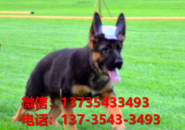 纯种德牧幼犬黑背幼犬出售南京宠物狗犬舍哪里