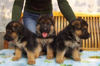 盈县买德牧请来正规狗场选购 纯种小德牧出售