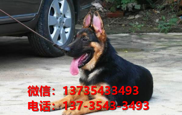 武汉宠物狗犬舍 出售纯种德牧幼犬哪里有宠物狗市场卖狗
