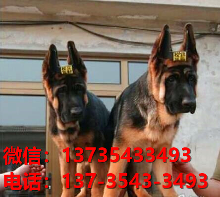 北京宠物狗犬舍 出售纯种德牧幼犬哪里有宠物