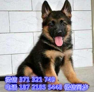 苏州全国发货 犬舍繁殖 德牧犬出售纯种幼犬 