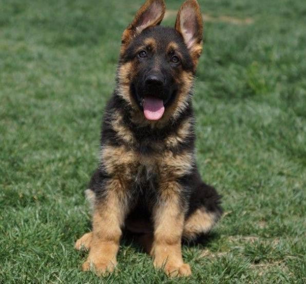 文山买德牧请进 富宁县买德牧请进 狗场出售纯