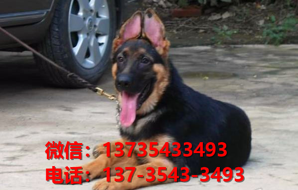 武汉宠物狗犬舍 出售纯种德牧幼犬哪里有宠物狗市场卖狗