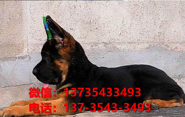 纯种德牧幼犬黑背幼犬出售杭州宠物狗犬舍哪里有狗狗
