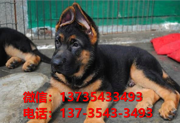 苏州宠物狗犬舍 出售纯种德牧幼犬哪里有宠物狗市场